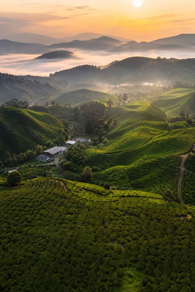 Best Things to Do in Malaysia for First-Time Visitors (Complete Guide) 4 Green tea plantation rows in Cameron Highlands mist