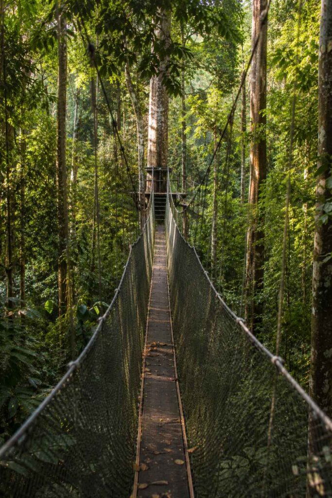 Best Things to Do in Malaysia for First-Time Visitors (Complete Guide) 5 Suspension canopy walkway through Taman Negara rainforest